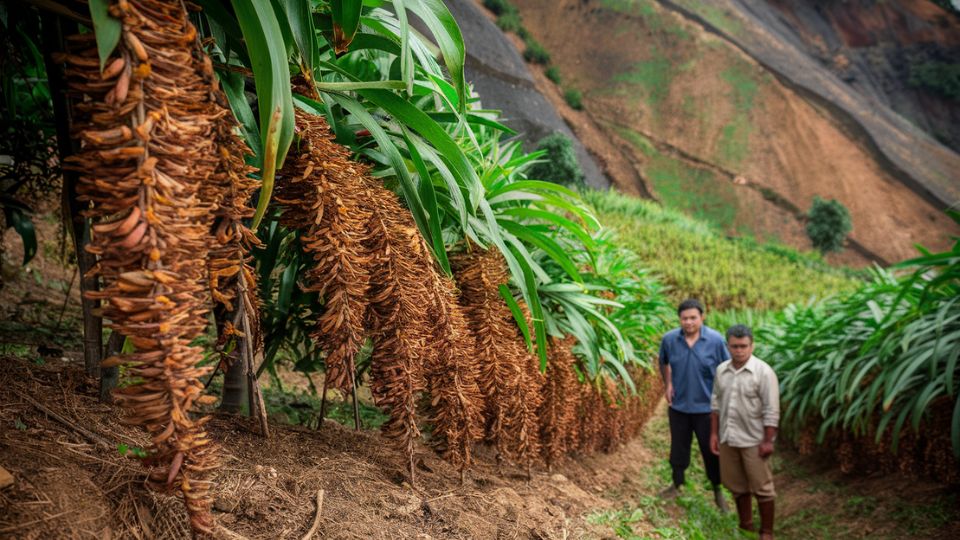 Blog Illustration: Sustainable Spice Farming in Indonesia: Supporting Farmers and Global Buyers - ISS Blog